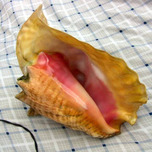 Beautiful Queen Conch Shell 10" large - Picture 1 of 8